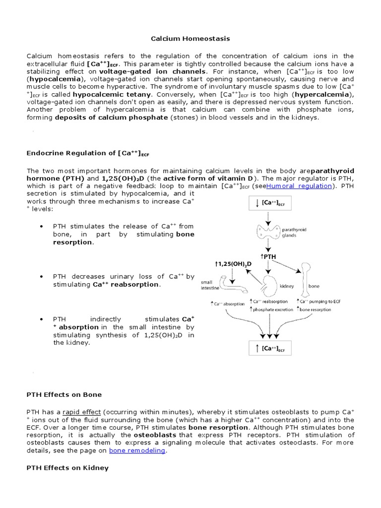 Calcium Homeostasis Regulation by Parathyroid Hormone and Vitamin D ...