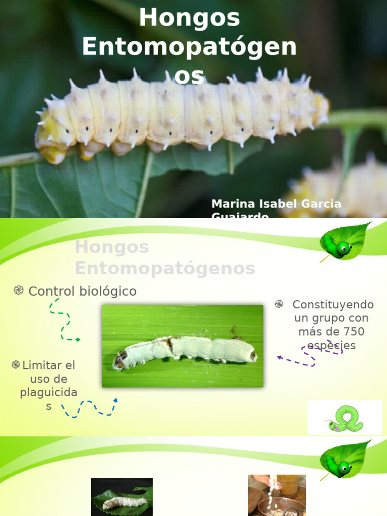 Hongos Entomopatógenos en Control Biológico | PDF