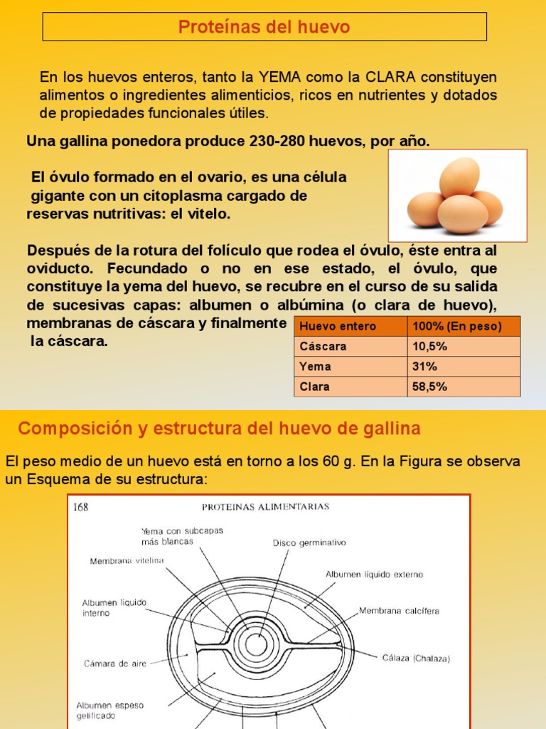 Proteinas Del Huevo | Huevo como alimento | Huevo