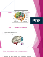 Areas Funcionales de La Corteza Cerebral (1)
