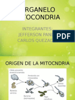 MITOCONDRIA