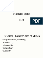 11 +Muscle+Tissue