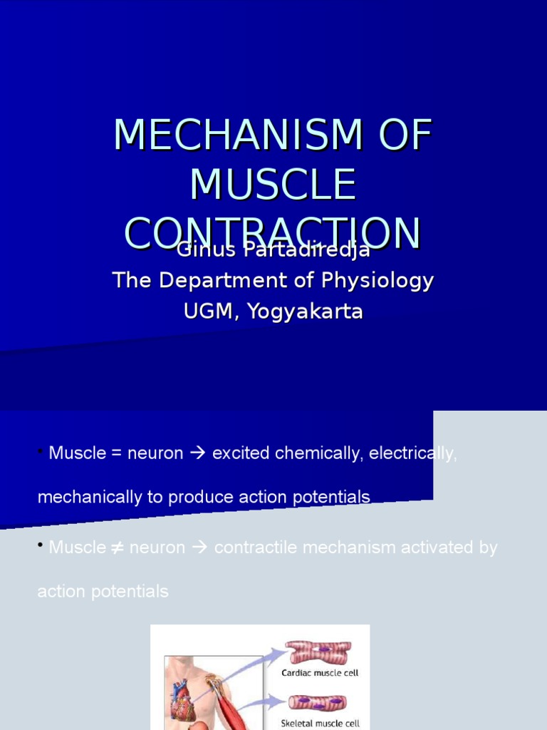 Muscle Contraction Mechanisms Explained | PDF | Muscle Contraction ...