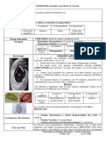 Esquistosomiasis: Parásitos, Ciclo de Vida y Tratamiento