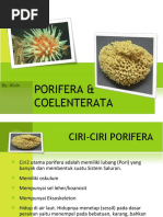 Porifera &amp; Coelentarata