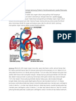 Fungsi Dan Istilah Fisiologi Jantung Sistem Kardiovaskuler Pada Manusia