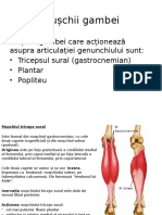 Biomecanică genunchi