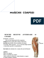 Proiect Muschii Coapsei123