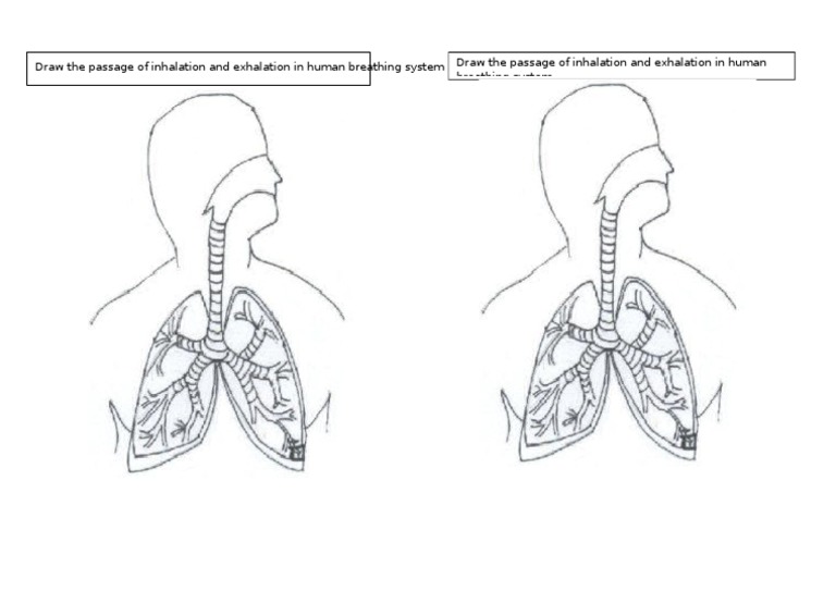 Inhalation and Exhalation Pathway Diagram | PDF
