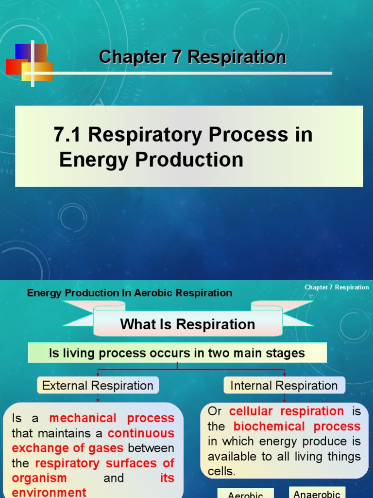 Chapter 7 | PDF | Respiratory System | Breathing