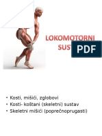 Lokomotorni Sustav