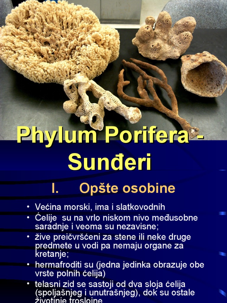 Sundjeri | PDF