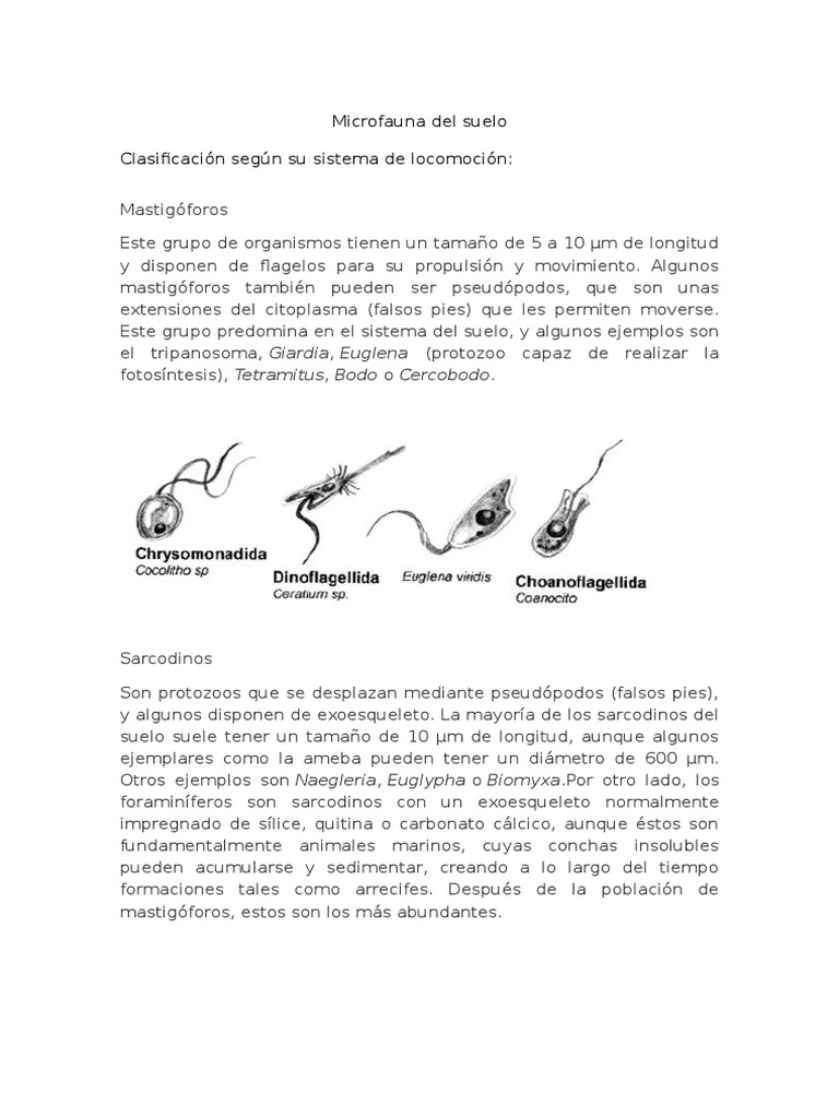 Microfauna del suelo: Protozoos y Bacterias | PDF | Protozoos | Las ...
