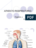 APARATO RESPIRATORIO