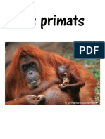 Primats