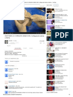 ANATOMIA 2.0 - CORAZON - DISECCION Configuración Externa e Interna