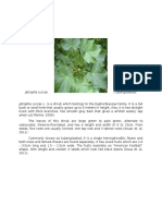 Plant Description of Jatropha Curcas
