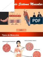 Fisiologia Sistema Muscular PDF