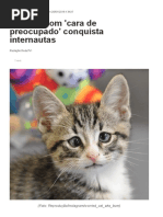 Gatinho Com 'Cara de Preocupado' Conquista Internautas _ RedeTV! Em Rede Com Você