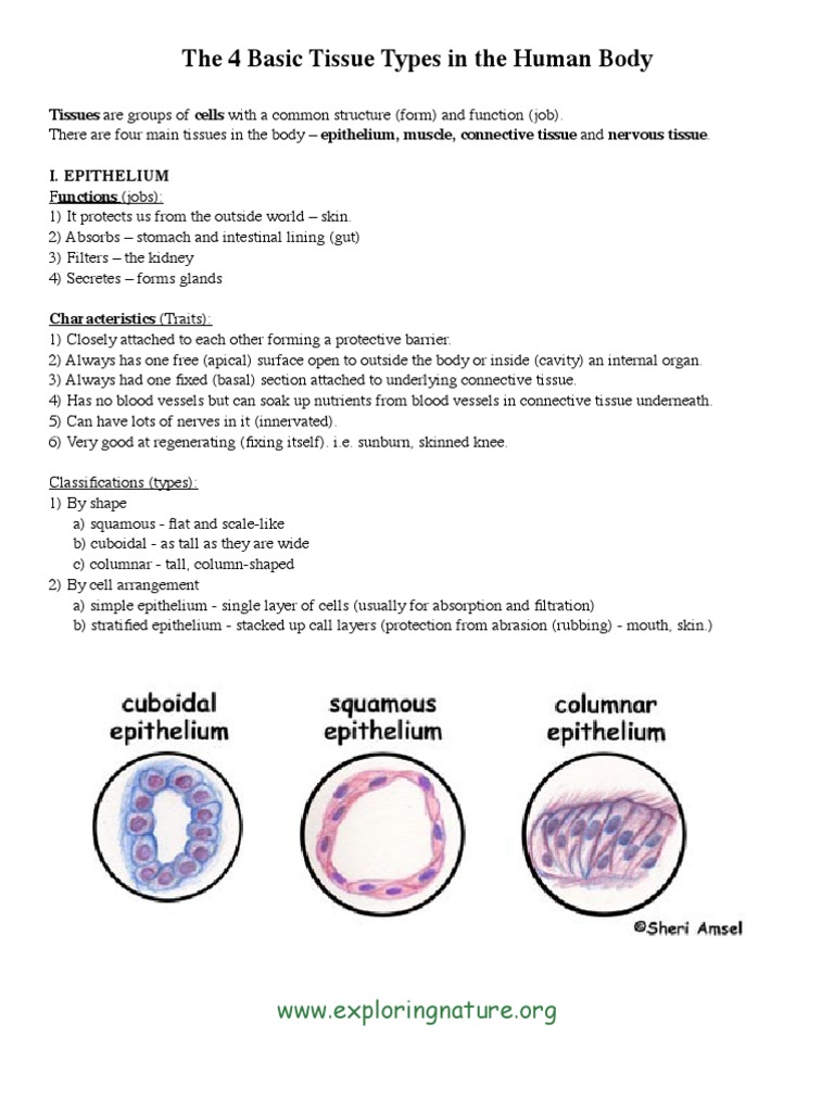 The 4 Basic Tissue Types in The Human Body | PDF | Connective Tissue ...