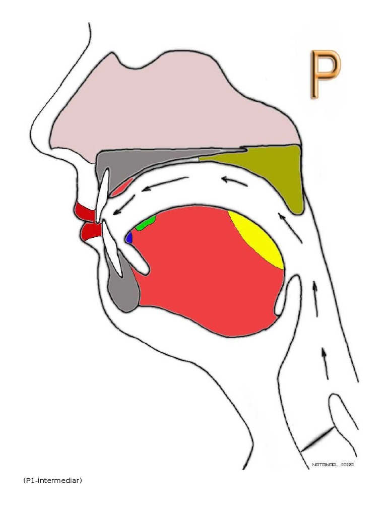 Palatograme | PDF