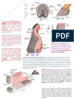 Estructura del casco equino