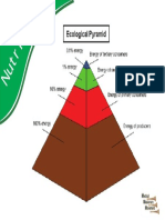 1c NUTRITION Ecological Pyramid