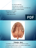 Estomato Cavidad Oral