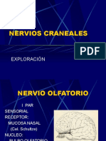 Exp. Nervios Craneales