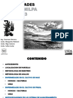 297835910-Enfermedades-Del-Frijol.pdf