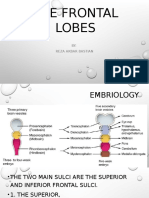 The Frontal Lobe