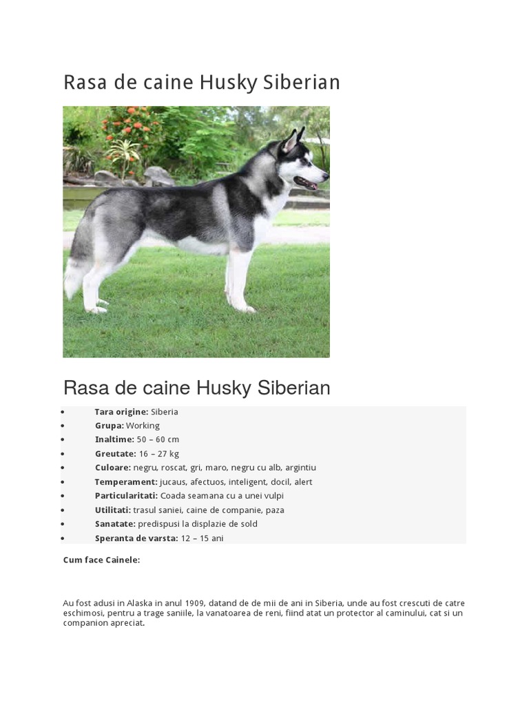 Rasa De Caine Husky Siberian