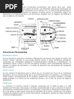 Estructura Bacterias