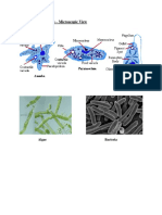 unicellular organisms - microscopic view  1 