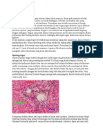 Histologi Hepar