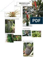 Bromeliads: Red Pineapple-Ananas Bracteatus Urn Plant - Aechmea Fasciata