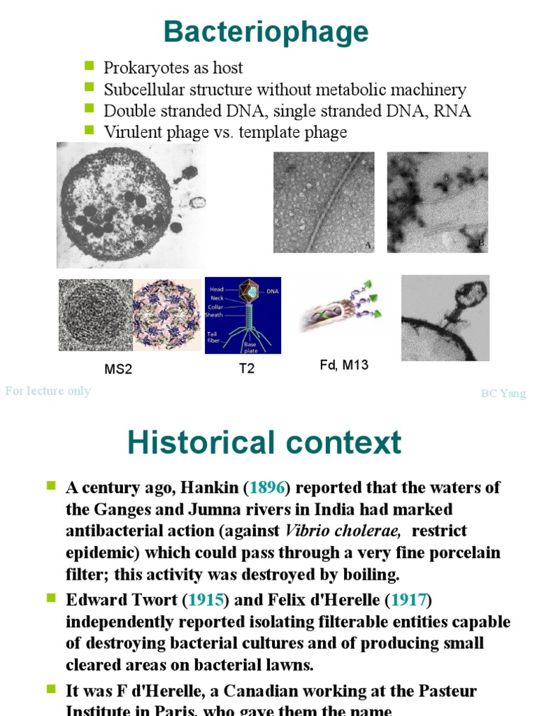 bacteriophage-ppt-bacteriophage-virus-free-30-day-trial-scribd
