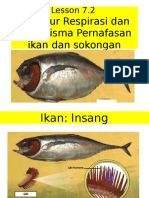 Respirasi Ikan dan Mekanisme Bernafas