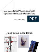 Morfofiziologia Parodontiului Apical