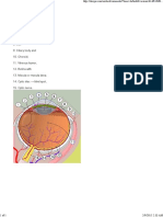 SSC Adda - Human Eye - A Brief Study Diag New
