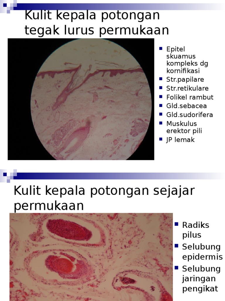 Histologi Kulit Histologi Kulit