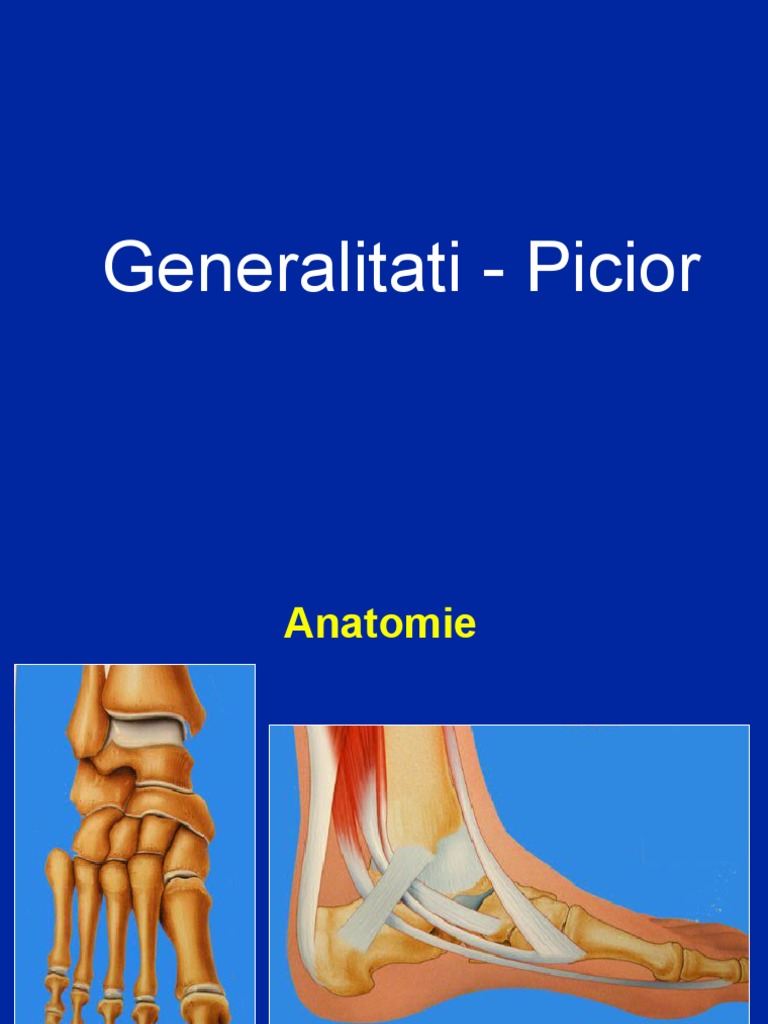 01 - Picior - Generalitati | PDF