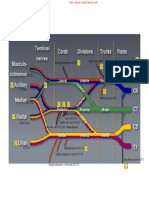 Brachial Plexus DiagramsColor