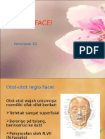 Anatomi Facei
