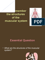 1 04 Remember The Structures of The Muscular System