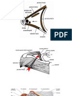 Anatomia Axila