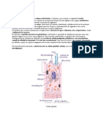 Histologia 1