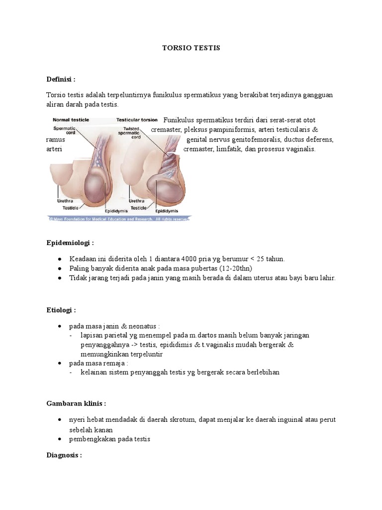 Torsio Testis