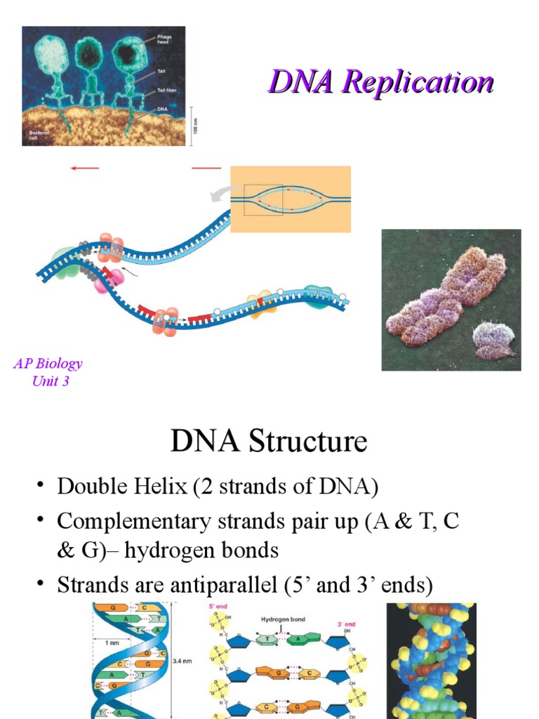 The Process of DNA Replication A Concise Explanation of the Key Steps
