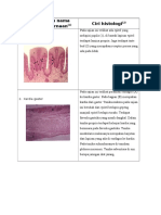 Organ pencernaan dan ciri histologinya